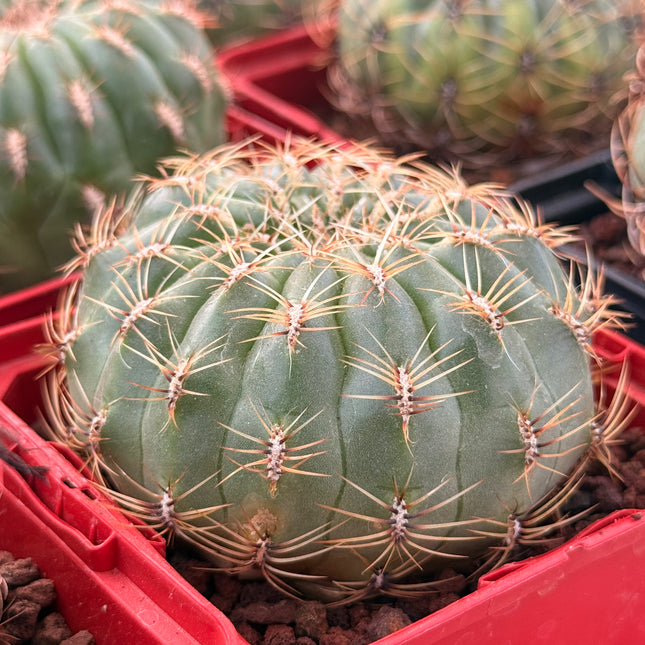Oroya peruviana minima