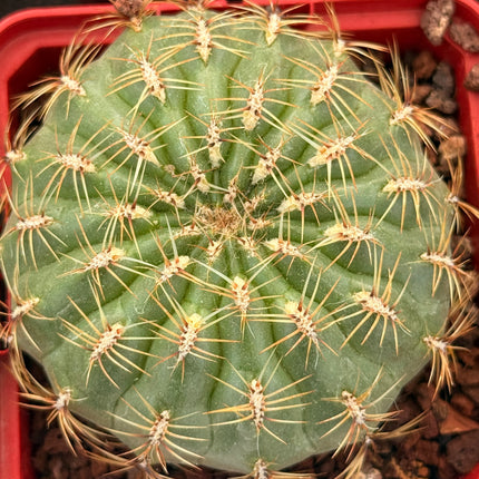Oroya peruviana minima