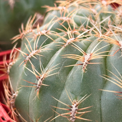 Oroya peruviana minima
