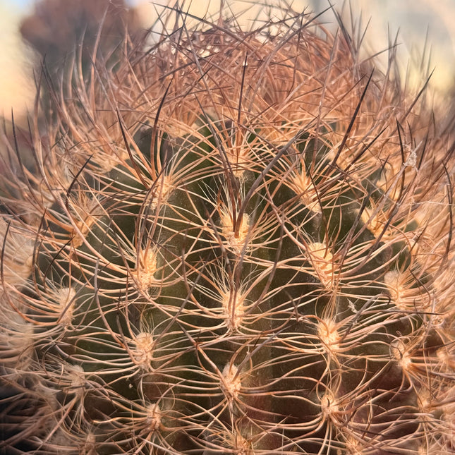 Neoporteria senile f. nigrum