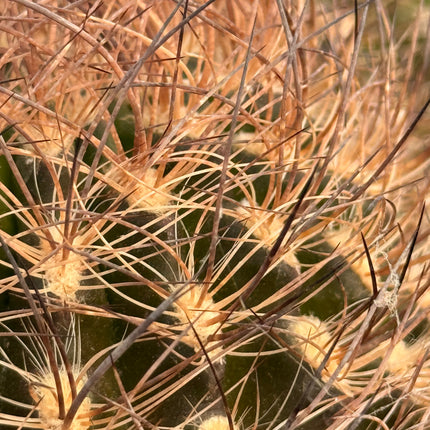 Neoporteria senile f. nigrum