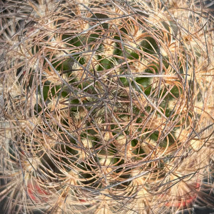 Neoporteria senile f. nigrum