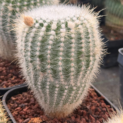 Notocactus scopa