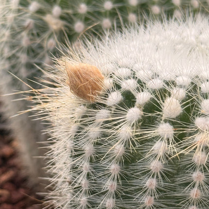 Notocactus scopa