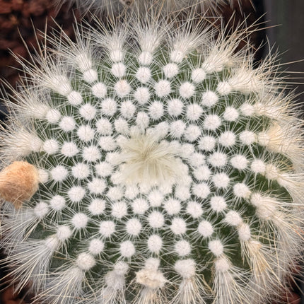 Notocactus scopa