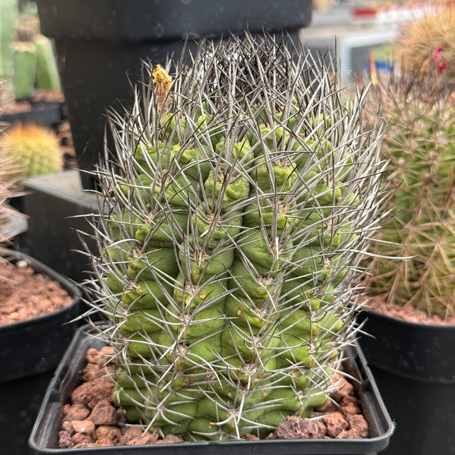 Neoporteria taltalensis spp. paucicostata