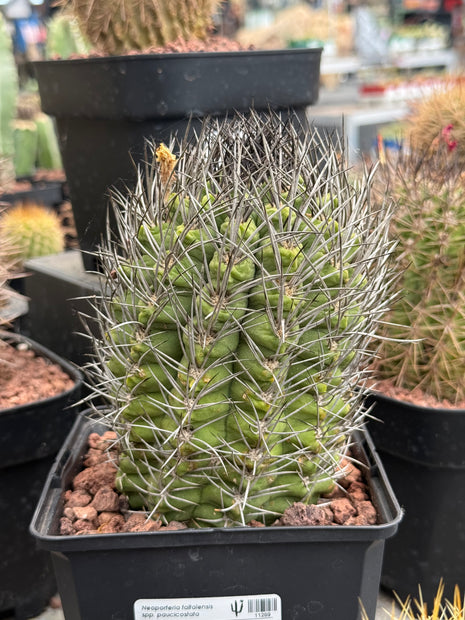 Neoporteria taltalensis spp. paucicostata