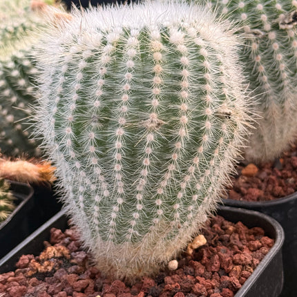 Notocactus scopa