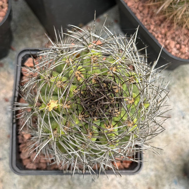 Neoporteria taltalensis spp. paucicostata