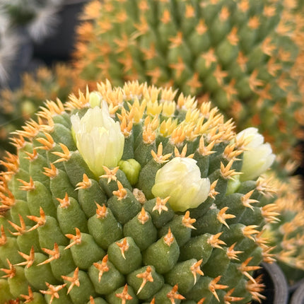Mammillaria decipiens subesp. camptotricha ‘Bru’