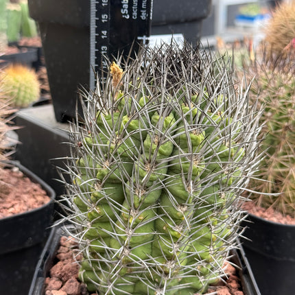 Neoporteria taltalensis spp. paucicostata