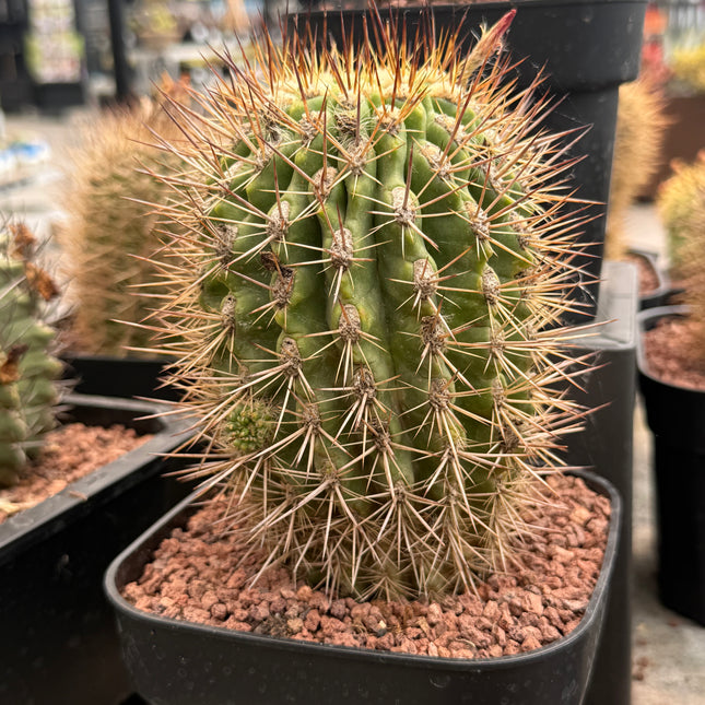 Neoporteria subgibbosa