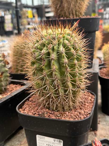 Neoporteria subgibbosa