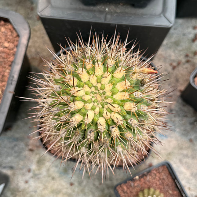 Neoporteria subgibbosa