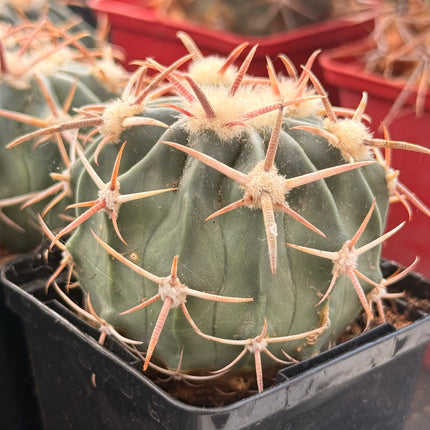 Homalocephala texensis (Echinocactus texensis)