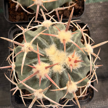 Homalocephala texensis (Echinocactus texensis)