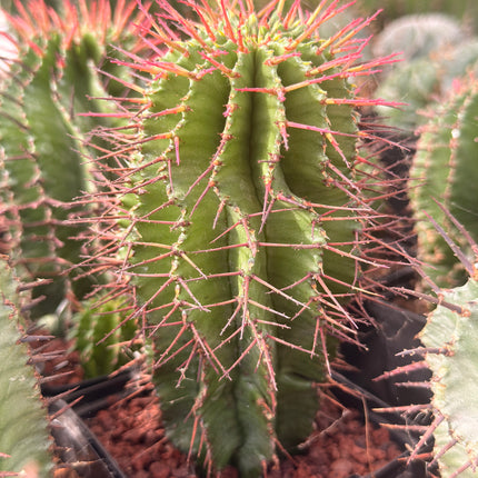 Euphorbia horrida