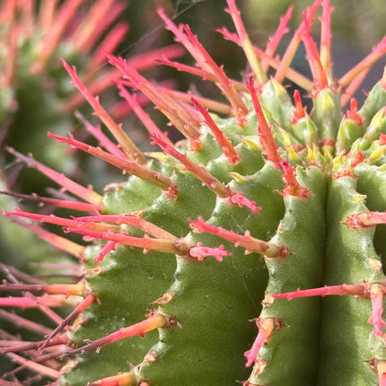 Euphorbia horrida