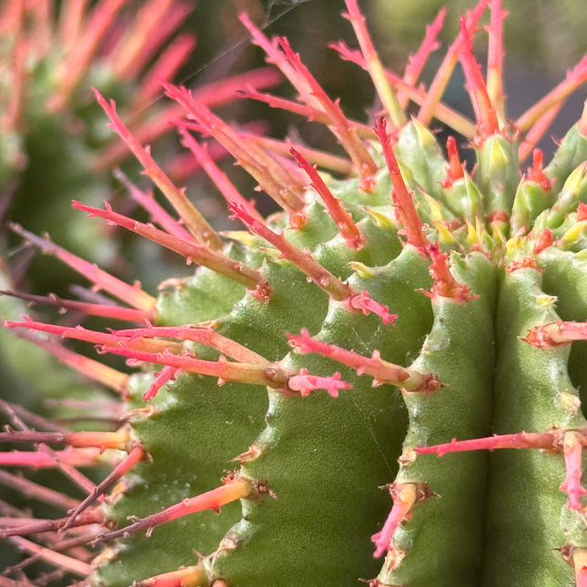 Euphorbia horrida