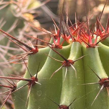 Stenocereus thurberi