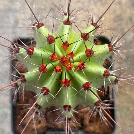 Stenocereus thurberi