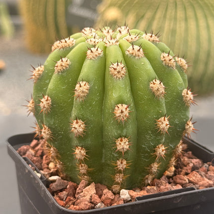 Soehrensia ‘Grandiflorus’ (Híbrido de S. purpureopilosus x S. thelegonus)