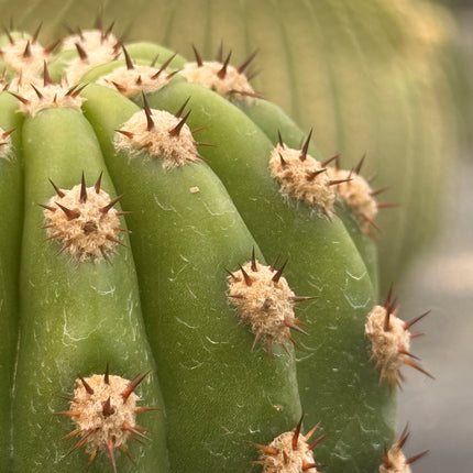 Soehrensia ‘Grandiflorus’ (Híbrido de S. purpureopilosus x S. thelegonus)