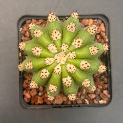 Soehrensia ‘Grandiflorus’ (Híbrido de S. purpureopilosus x S. thelegonus)