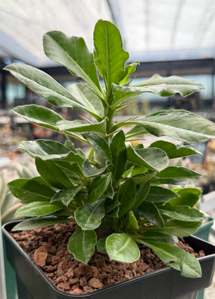 Pachypodium saundersii