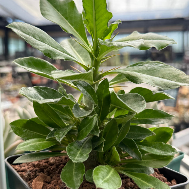Pachypodium saundersii