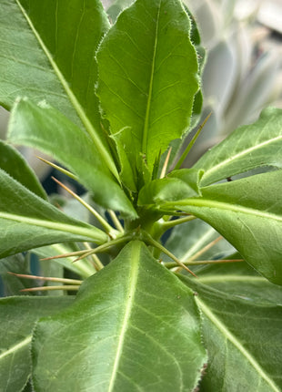 Pachypodium saundersii