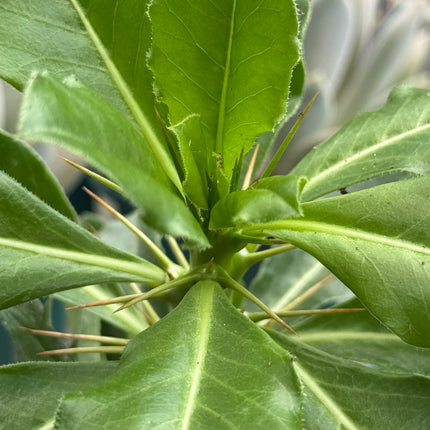Pachypodium saundersii