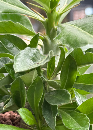 Pachypodium saundersii
