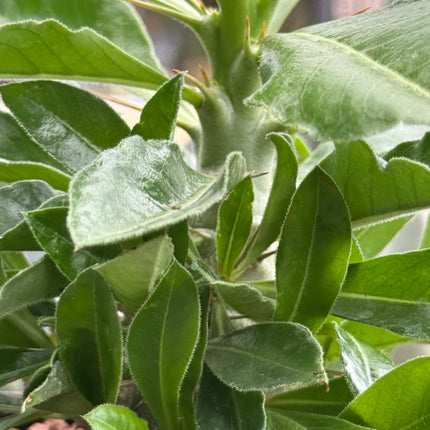 Pachypodium saundersii