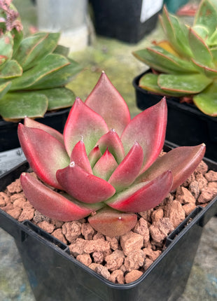 Echeveria agavoides 'Atlas'