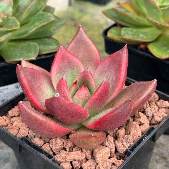 Echeverias agavoides ‘Atlas’