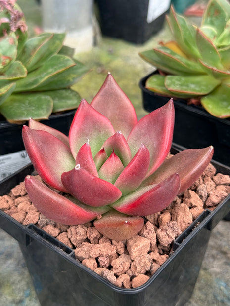 Echeverias agavoides ‘Atlas’