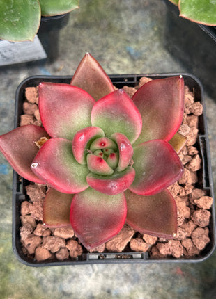Echeveria agavoides 'Atlas'