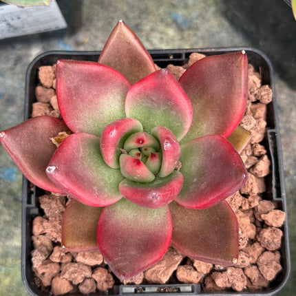 Echeverias agavoides ‘Atlas’