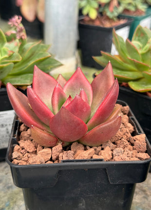 Echeveria agavoides 'Atlas'