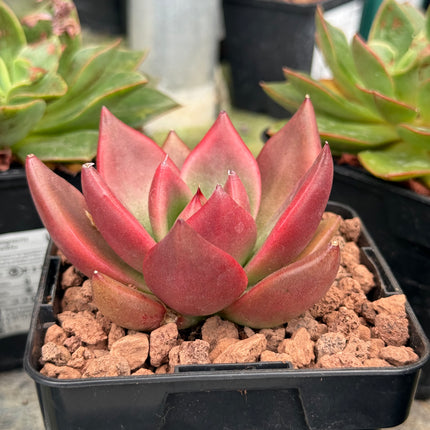 Echeverias agavoides ‘Atlas’