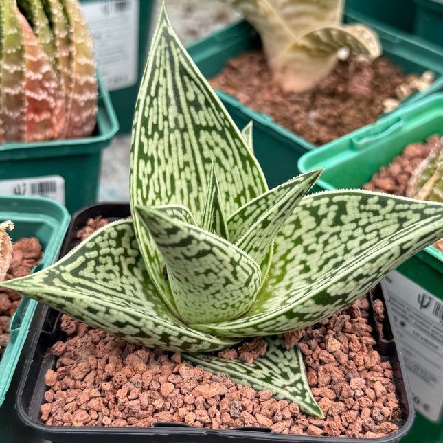 Gonialoe sladeniana