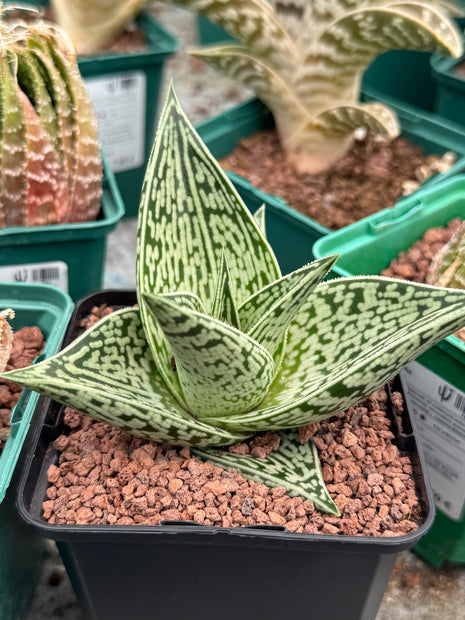 Gonialoe sladeniana