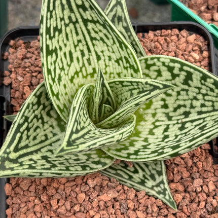Gonialoe sladeniana