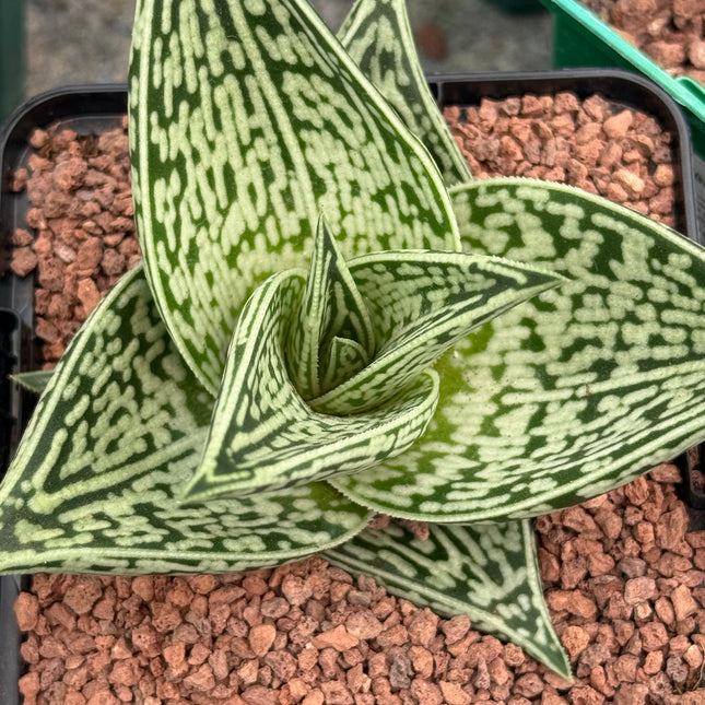 Gonialoe sladeniana