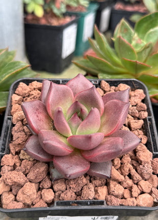 Echeveria agavoides ‘Pink Robin’