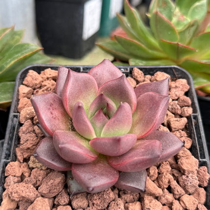 Echeveria agavoides ‘Pink Robin’