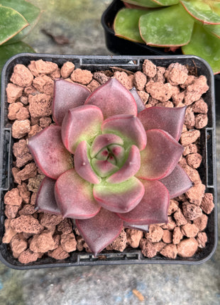 Echeveria agavoides ‘Pink Robin’
