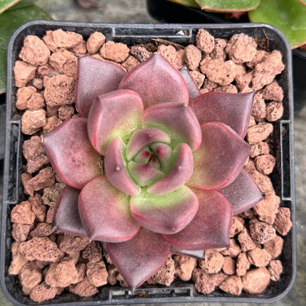 Echeveria agavoides ‘Pink Robin’