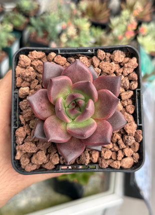 Echeveria agavoides ‘Pink Robin’